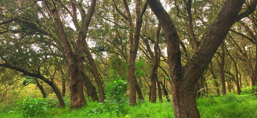 Half-day tour Maïdo with Mafate view in Réunion Island - What Do Reviews Say?