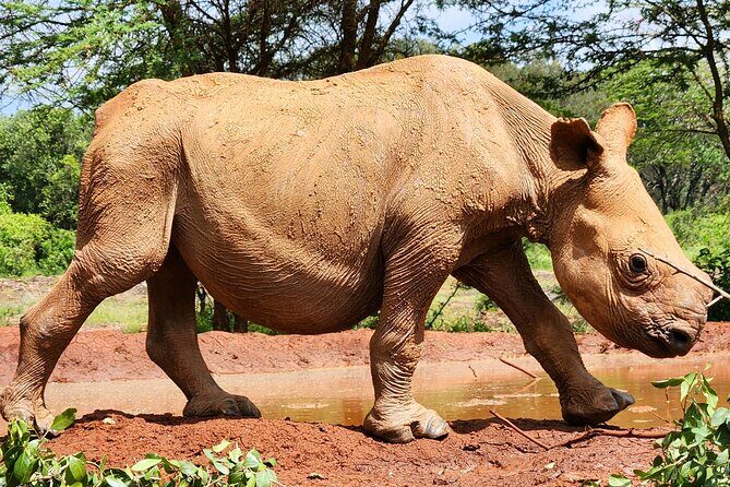 Half day tour to Elephant orphanage & Giraffe Centre Nairobi - Who Will Love This Tour?