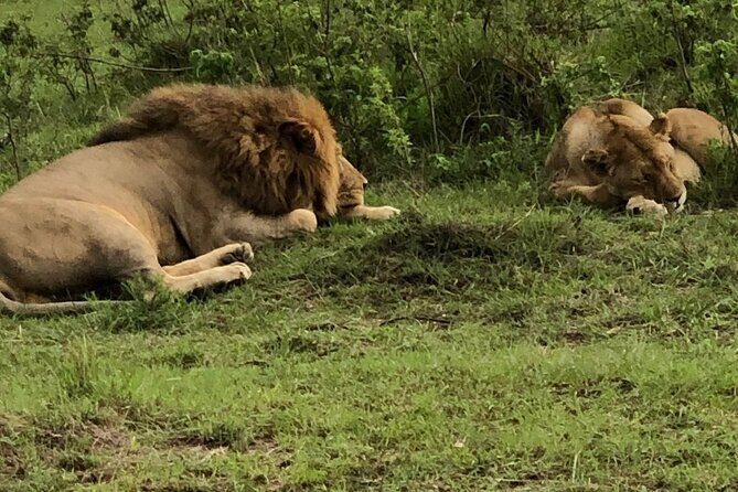 Half Day Tour To Nairobi National Park and Giraffe Center - What the Reviews Say