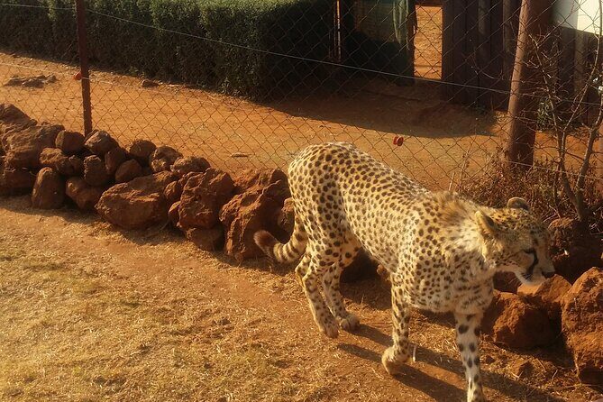 Half-Day Tour to Rhino And Lion Reserve in Krugersdorp - Logistics and Practical Tips