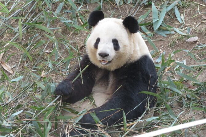 Half Day Tour to Xi'an Wild Panda Breeding and Protecting Center - FAQs