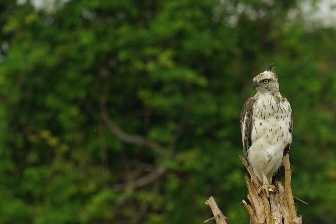 Half Day Udawalawe Safari from Kalutara (Entrance + Lunch) - The Sum Up