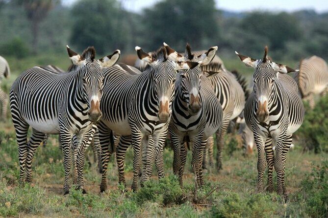 Half day wildlife tour to Nairobi National Park Game Drive with Pickup/Drop off - Transportation & Vehicle Comfort