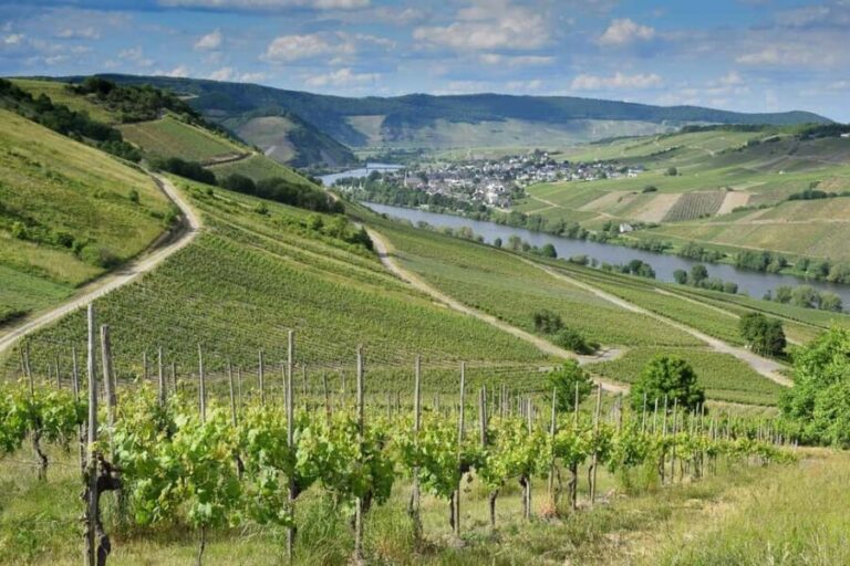 Half Day Winelands Tour - The Itinerary: What to Expect from Start to Finish