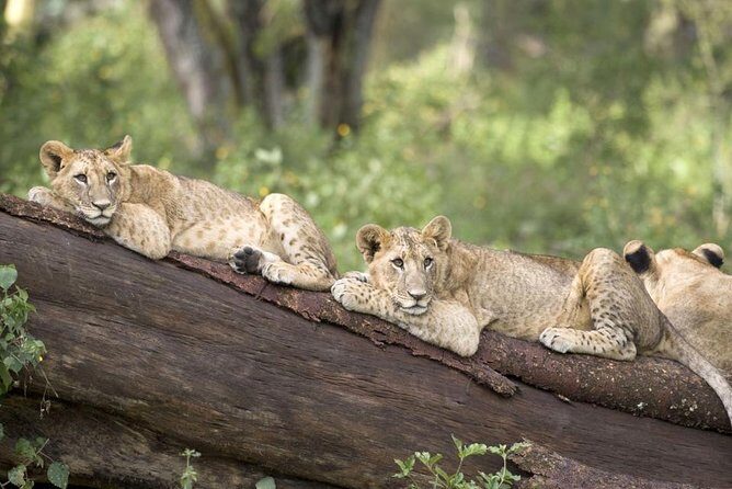 Haller Park Half-Day Tour from Mombasa - What Sets This Tour Apart?