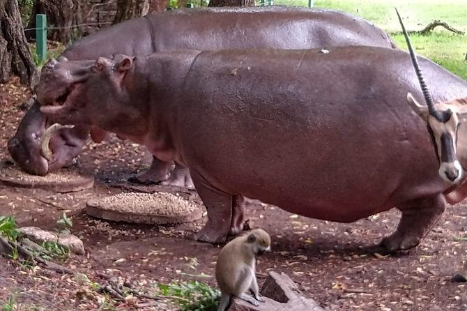 Haller Park Tour observing hippos, giraffes, birds, monkeys, crocs & others - Transportation, Duration, and Practicalities