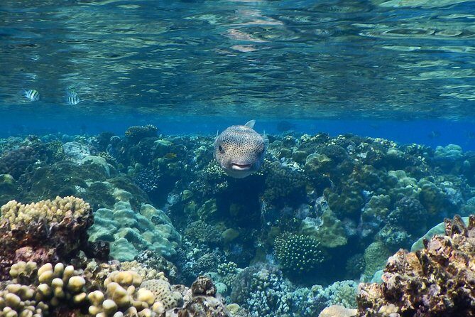 Hamata and qulaan Islands Snorkeling Sea Trip With Transfer, Lunch - Marsa Alam - FAQs