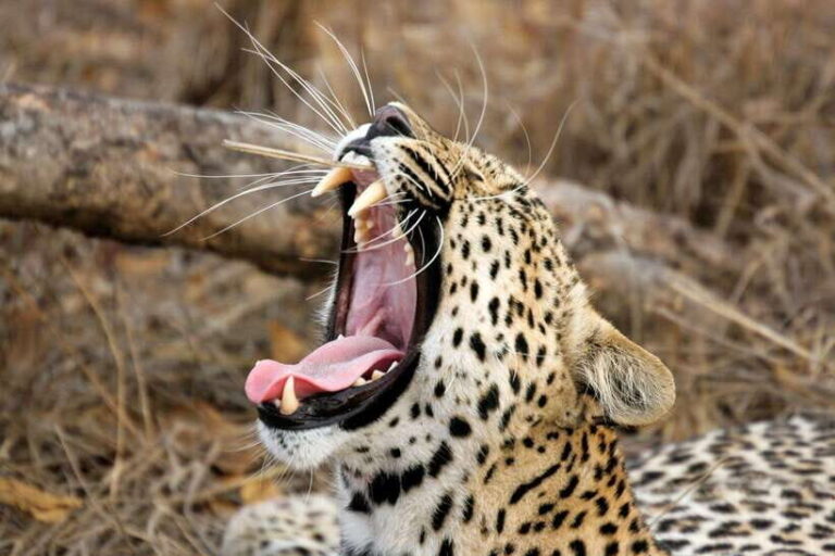 Hambantota Port: Yala National Park Safari (Shore Excursion) - Who Should Consider This Tour?