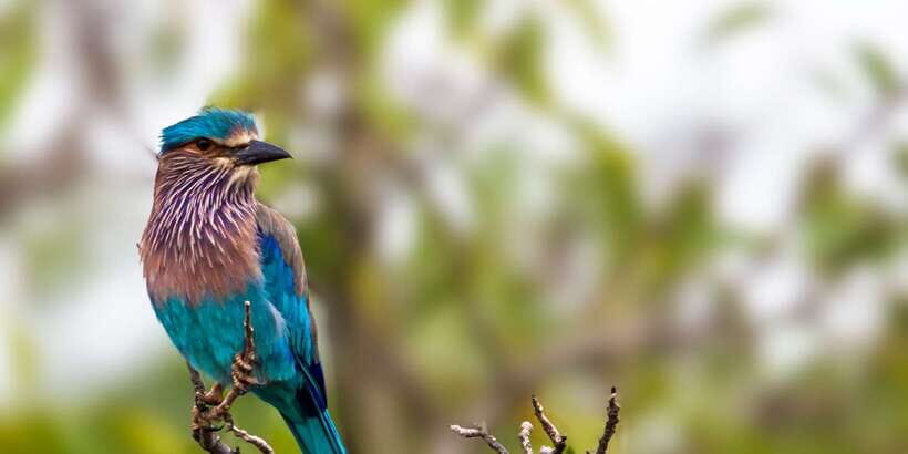 Hambantota: Yala National Park Wildlife Safari in a 4x4 - What to Expect: The Practical Side