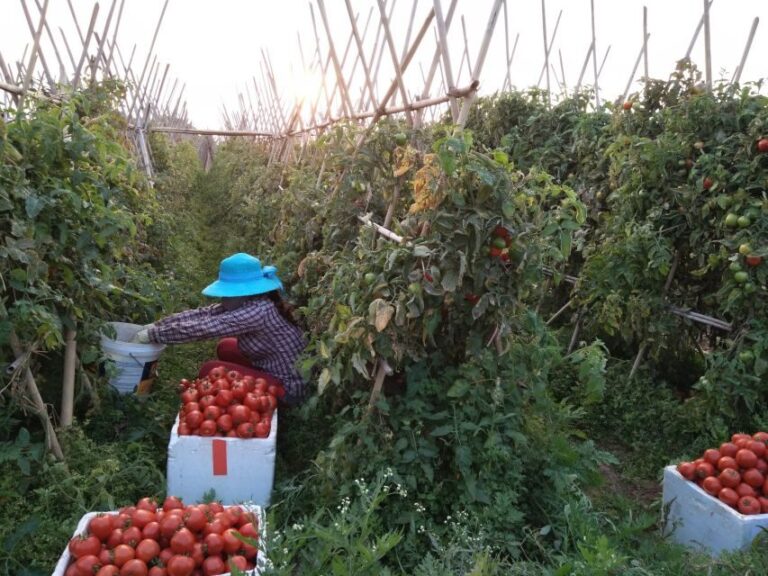 Hanoi Farm Tour and Cooking Class with Local Family - Discovering Hanoi’s Rural Charms: A Step-by-Step Breakdown