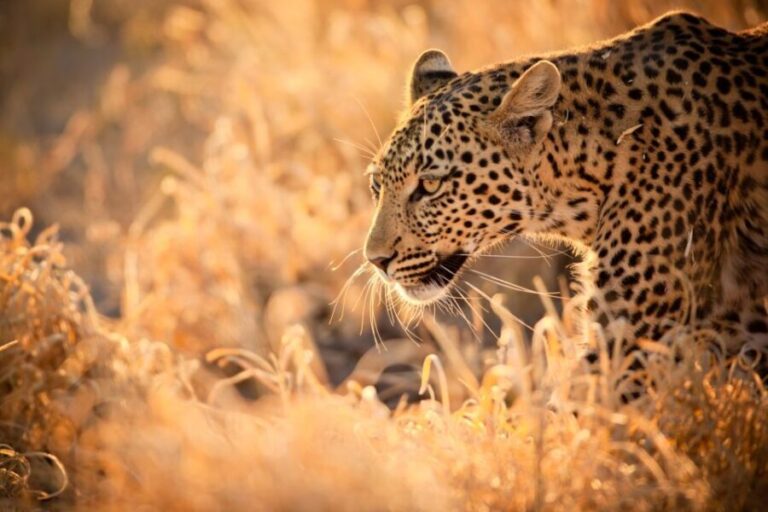 Hartbeespoort: Lion and Safari Park Guided Tour - The Practicalities