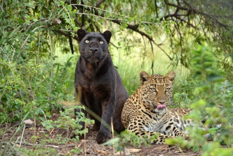 Hartbeespoort: Lion and Safari Park Tour - Why This Tour is Worth Considering