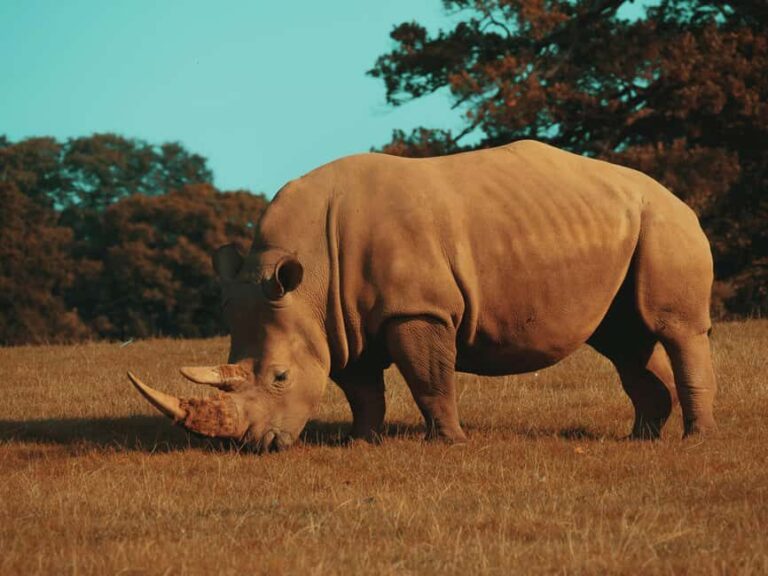 Hazyview: Kruger National Park Full-Day Safari - The Practical Side: Pricing, Logistics, & Tips
