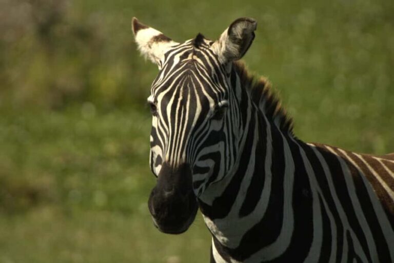 Hell's Gate Bike Tour & Lake Naivasha Birdwatching Boat Tour - Who Will Appreciate This Tour?