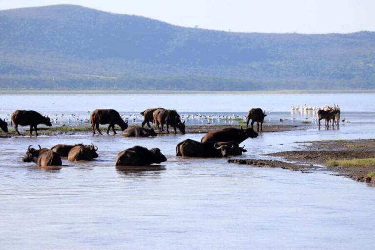 Hell's Gate National Park & optional boat on Lake Naivasha - What to Expect: An Hour-by-Hour Breakdown