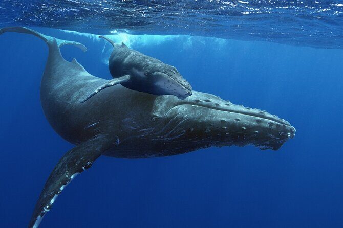 Hermanus Whale Watching and Stony Point Penguins Full Day Tour - What’s Included and What’s Not
