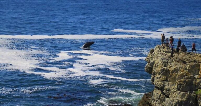 Hermanus Whale Watching and Winelands Private Full-day Tour - An In-Depth Look at the Tour
