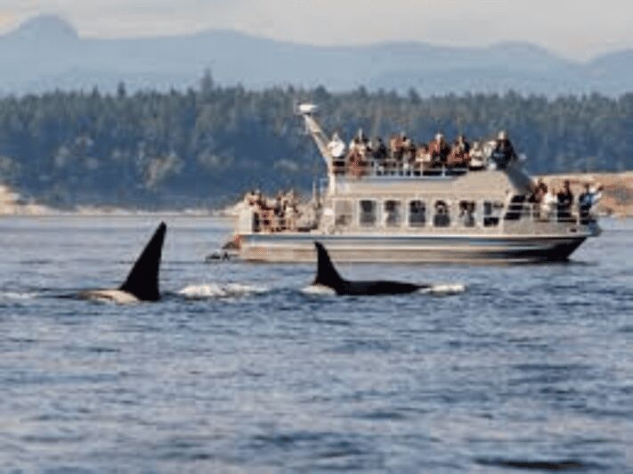 Hermanus: Whale Watching Boat Trip and Wine tasting ,Penguin - What Makes This Tour Special?