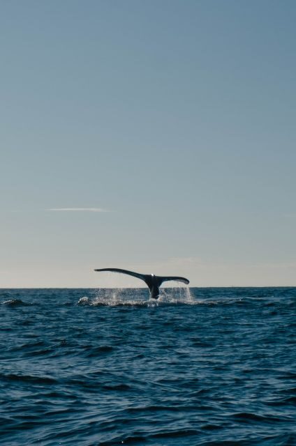Hermanus Whale Watching Day Tour - The Experience: Pros and Cons