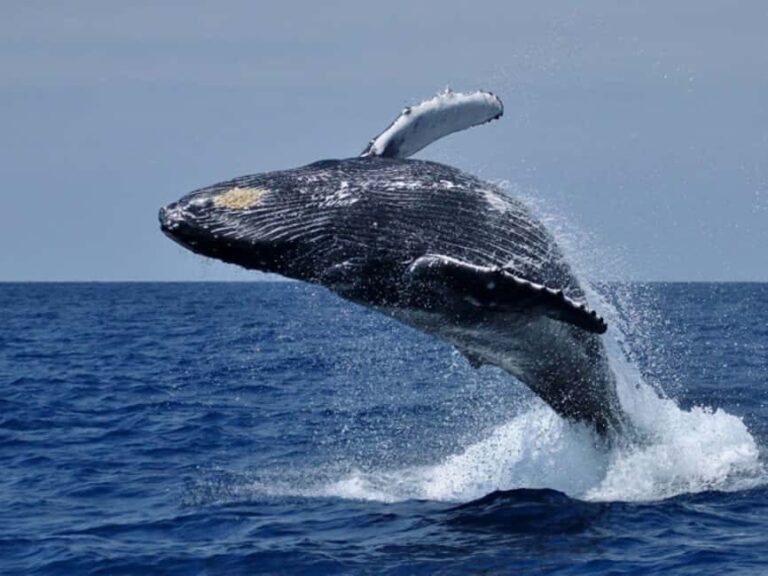 Hermanus Whale Watching Experience - Final Thoughts: Is It Worth It?