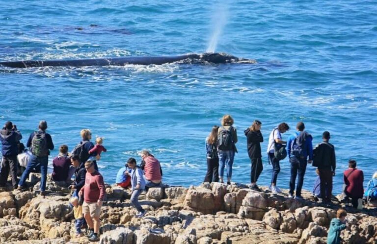 Hermanus: Whale Watching Tour - The Value of the Experience
