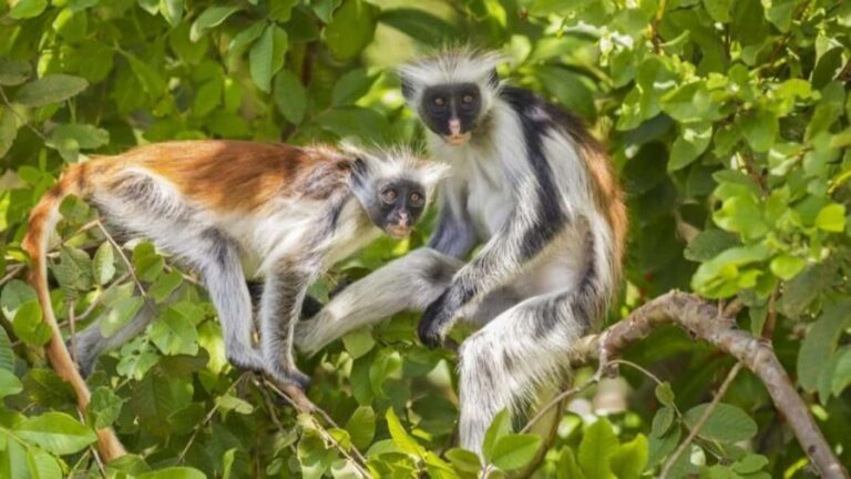 Hidden Zanzibar's Magic: Marine Life, Culture, and Advanture - Detailed Breakdown of the Itinerary