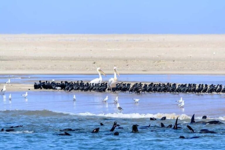 Highlights of Walvis Bay Private Tour - Who Should Consider This Tour?