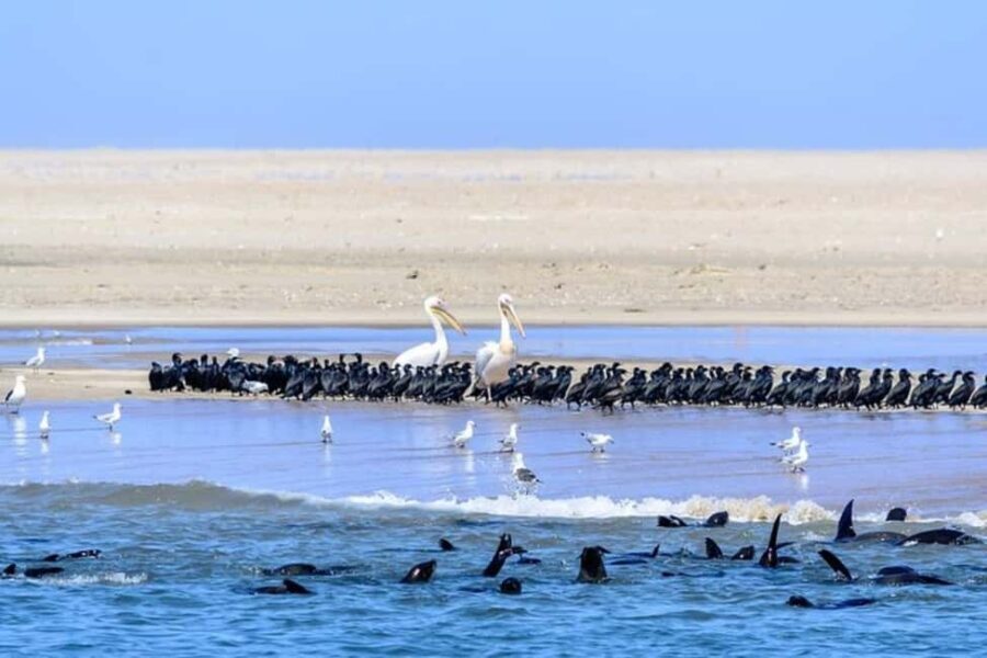 Highlights of Walvis Bay Private Tour - Who Should Consider This Tour?