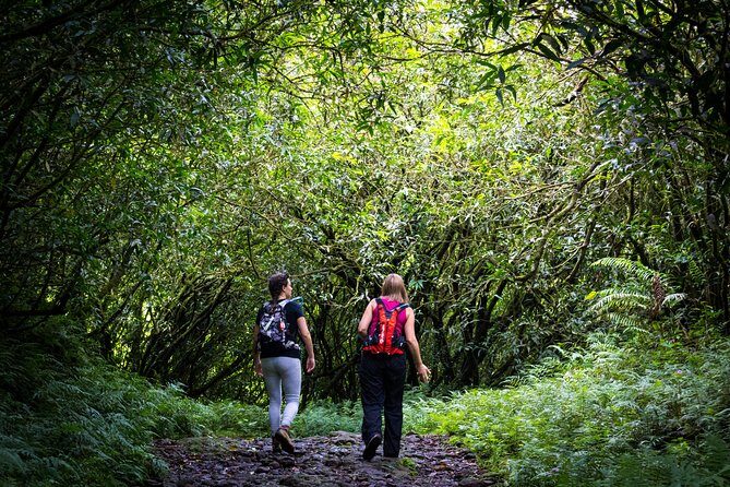 Hike: Bélouve Rainforest and Trou de Fer - Practical Details: What to Expect
