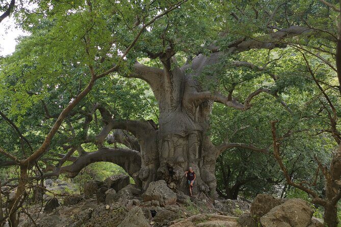 Hike to Taiq Cave - Sinkhole and Baobab forest - The Jaw-Dropping Taiq Sinkhole: Descending into a Massive Cave