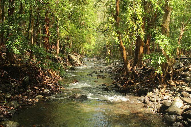 Hiking in the Black River Gorges National Parc - Native Forest - Why Travelers Love This Tour