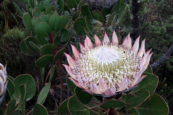 Hiking Table Mountain via Kasteels Poort Morning Hike - What Reviewers Say