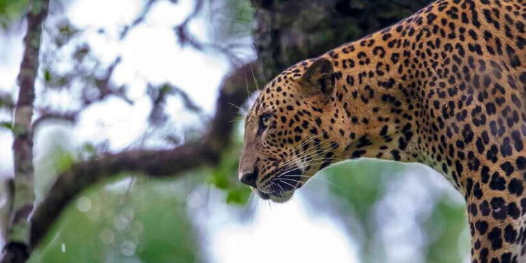 Hikkaduwa/Galle/Weligama/Mirissa: Yala National Park Safari - What Makes This Tour Stand Out?