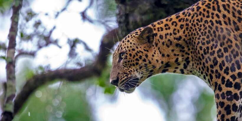 Hikkaduwa/Galle/Weligama/Mirissa: Yala National Park Safari - What Makes This Tour Stand Out?