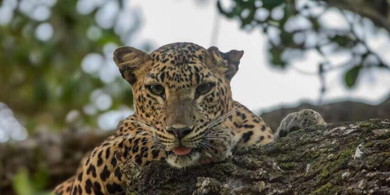 Hikkaduwa/Unawatuna/Weligama/Mirissa - Yala Safari & to Ella - The Experience on the Ground