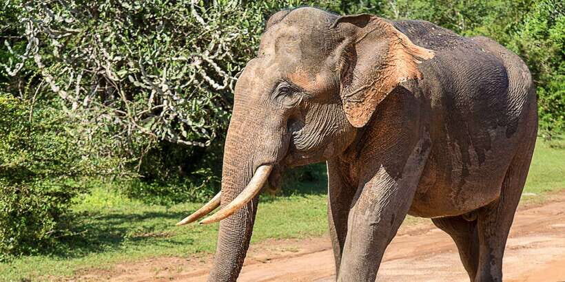 Hikkaduwa: Yala & Udawalawe Safari Day Trip with Picnic - Exploring the Itinerary in Detail