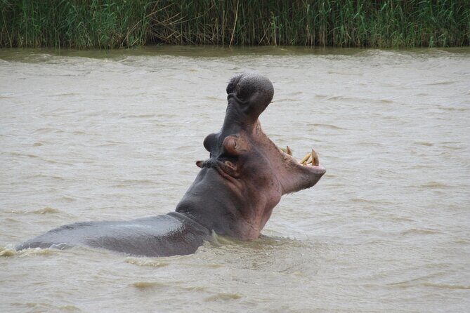 Hippo and Croc Boat Cruise in Saint Lucia with collection - Pricing and Value