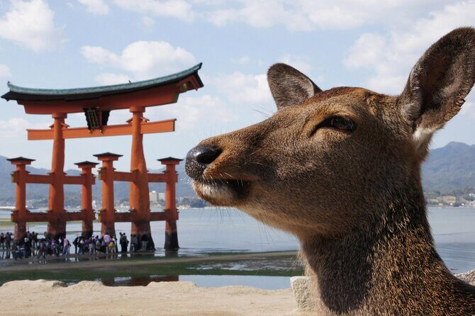 Hiroshima and Miyajima Bus Tour with Indian Lunch - Why This Tour Offers Great Value