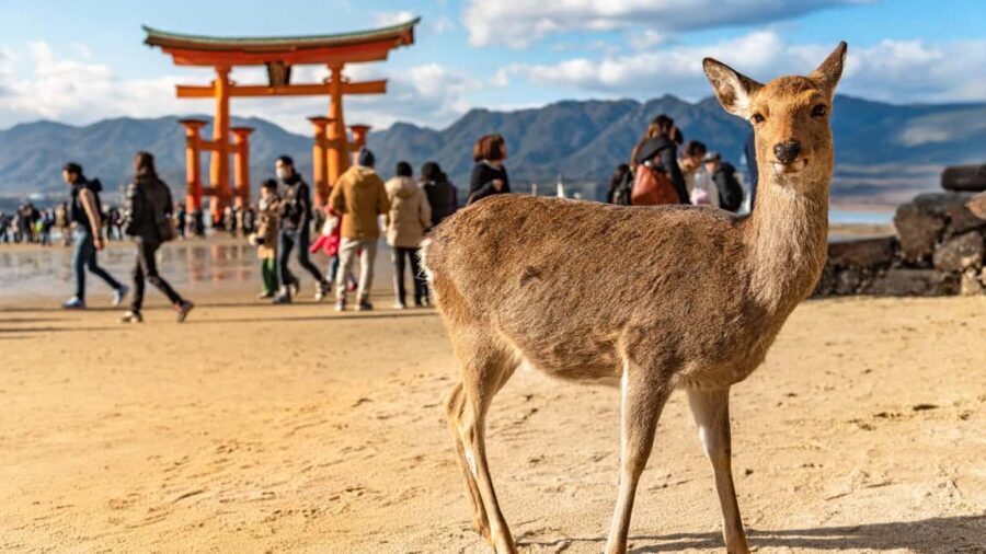 Hiroshima to Miyajima: Private Custom Tour with Ferry Ride - The Heart of Miyajima: Sacred and Serene