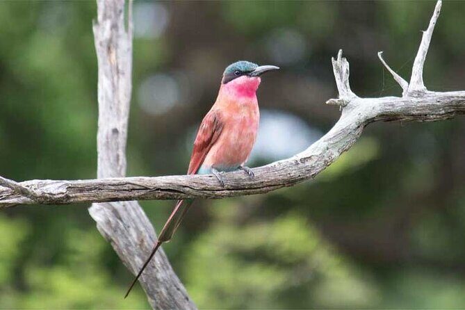 HLANE ROYAL NATIONAL PARK - Daytrip (Open Vehicle) - Analyzing the Experience: What to Expect