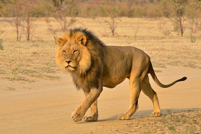 Hluhluwe and Imfolozi Safari Day Tour from Richards Bay - The Value Proposition: Is It Worth It?