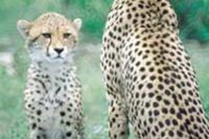 Hluhluwe Game Reserve Safari from Durban - Who Should Consider This Tour?