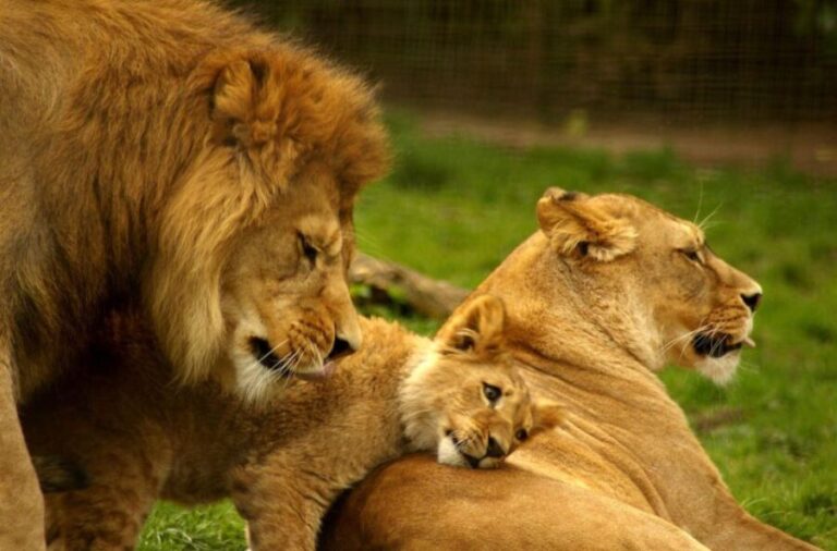 Hluhluwe Imfolozi Big 5 Full Day Tour from Durban - What Makes This Tour Stand Out?