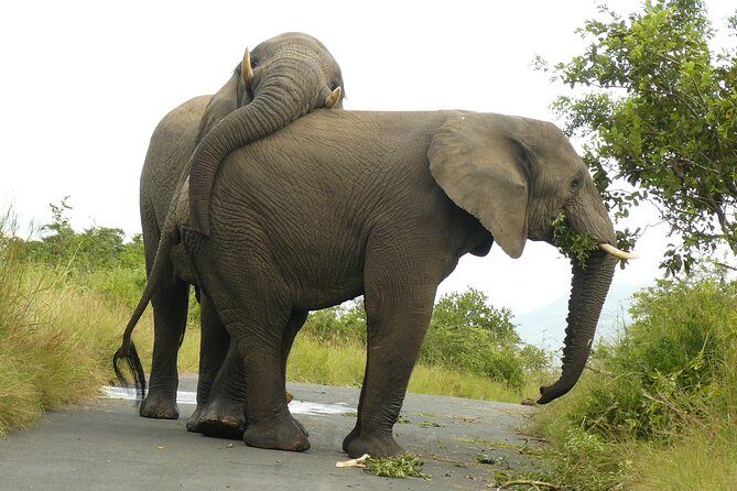 Hluhluwe Imfolozi Big 5 Reserve day Safari from Durban - Key Points