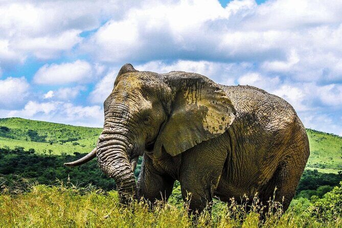 Hluhluwe Imfolozi & DumaZulu Cultural Village Tour from Durban - What Travelers Say