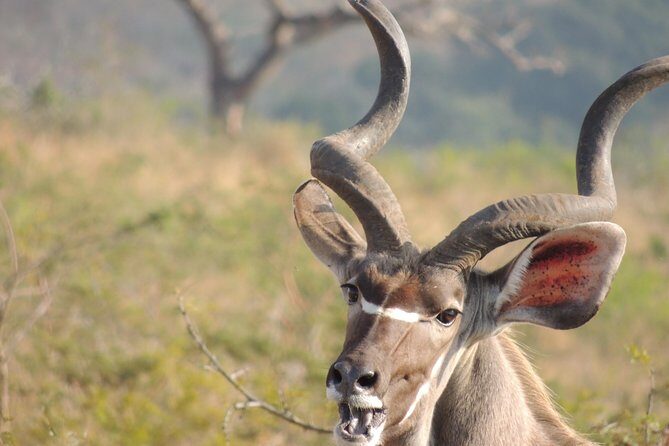 Hluhluwe/iMfolozi Game Reserve Full Day Game Drive - FAQs