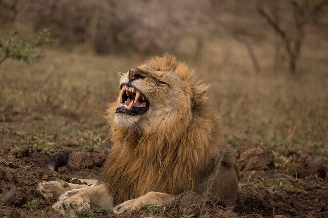 Hluhluwe-iMfolozi Park Exclusive Private Full Day Big 5 Safari - The Tour Itinerary in Detail