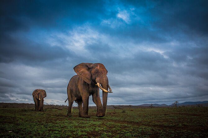 Hluhluwe-Imfolozi Park Half-day Big Five Safari Adventure - Who Should Consider This Tour?