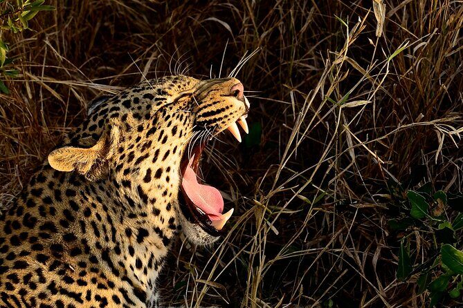 Hluhluwe Imfolozi Safari Day Tour from Durban - Who Should Consider This Tour?