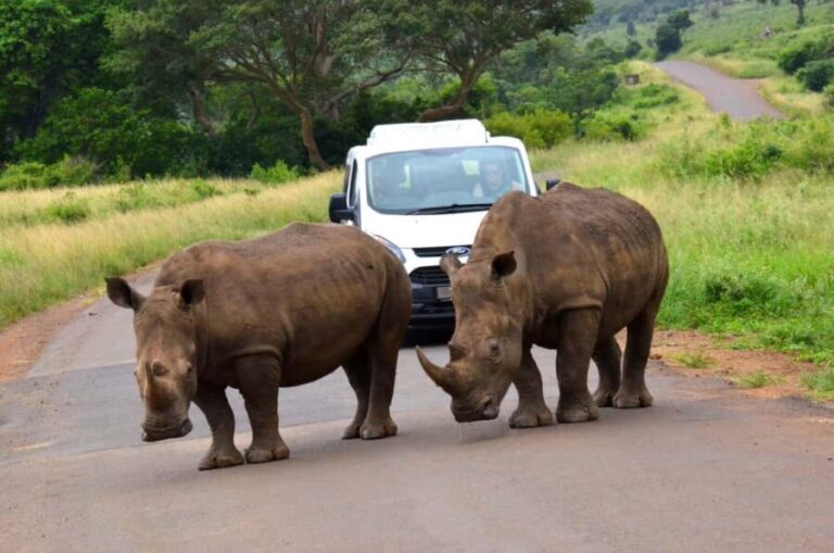 Hluhluwe Imfolozi Safari including Open Vehicle Game Drive - Who Should Consider This Tour